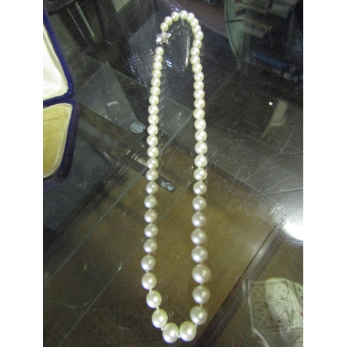 557 - Two Pearl Necklaces with Silver Clasps Good Colour and Hue