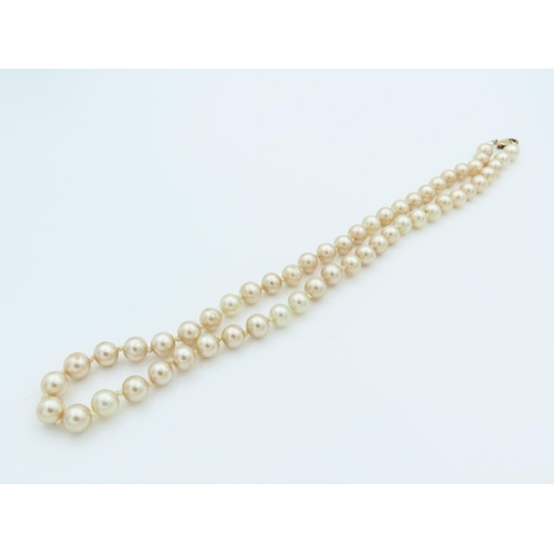 521 - Ladies Pearl Necklace 9 Carat Gold Clasp Contained within Presentation Case