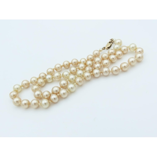 521 - Ladies Pearl Necklace 9 Carat Gold Clasp Contained within Presentation Case