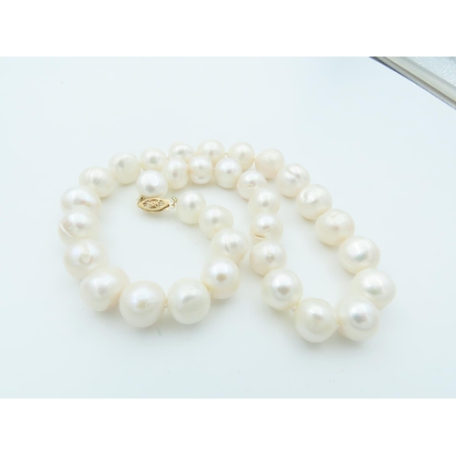 676 - Ladies Pearl Necklace of Good Size Attractive Lustre 14 Carat Gold Clasp