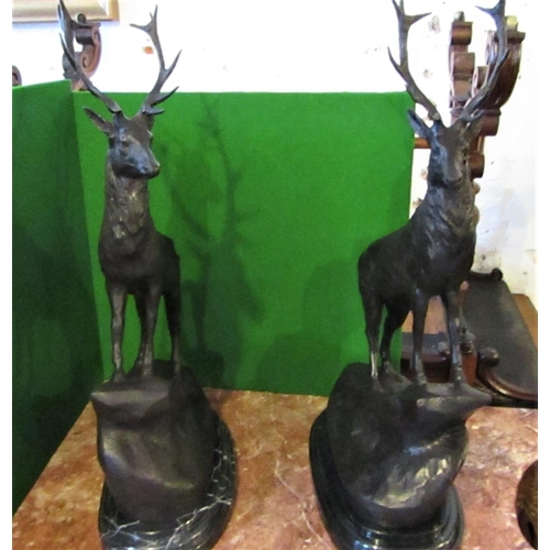 129 - Pair of Bronze Sculptures Stags Resting on Original Shaped Form Marble Bases Each Approximately 28 I... 