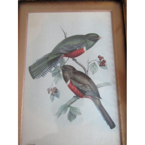 18 - James Gould Lithograph Two Birds Contained Within Gilded Frame Image Size Approximately 8 Inches Hig... 