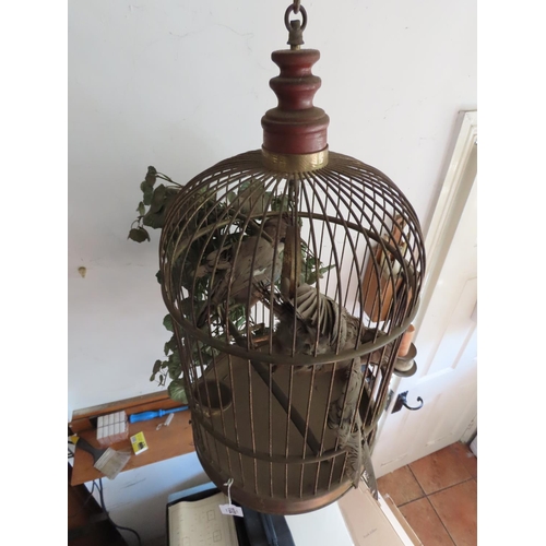 Vintage Brass Ceiling Hanging Bird Cage with Pair of Taxidermy Exotic Birds  Approximately 35 Inches