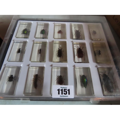 1151 - Collection of Insects Encapsulated in Perspex in Display Case Fifteen in Total