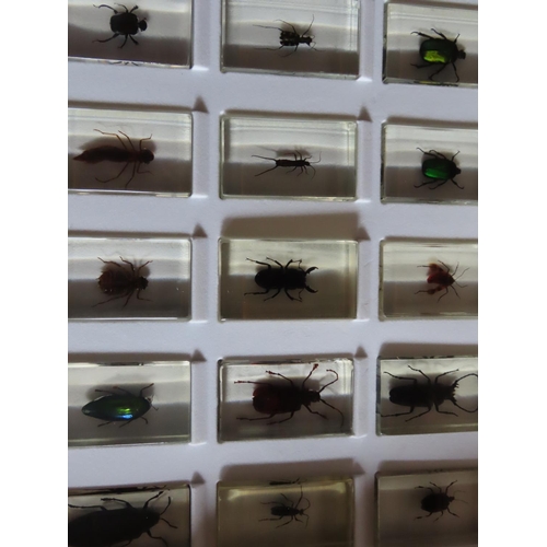 1151 - Collection of Insects Encapsulated in Perspex in Display Case Fifteen in Total