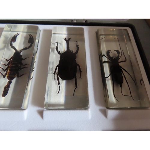 1152 - Collection of Insects Encapsulated in Perspex Contained in Display Case