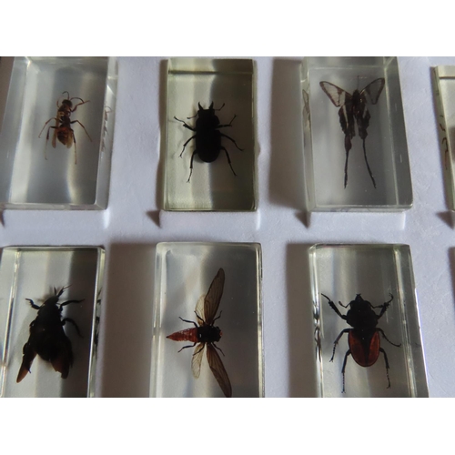 1153 - Collection of Insects Encapsulated in Perspex Contained in Display Case