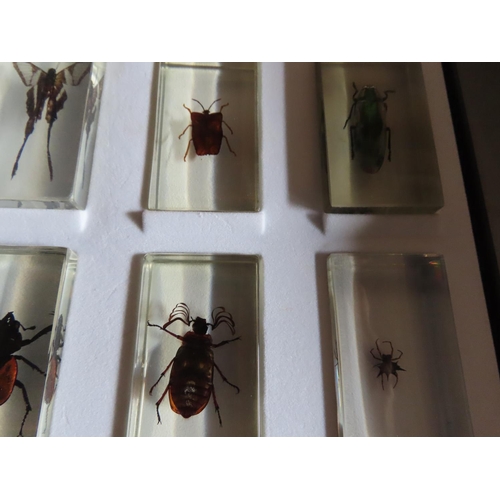 1153 - Collection of Insects Encapsulated in Perspex Contained in Display Case