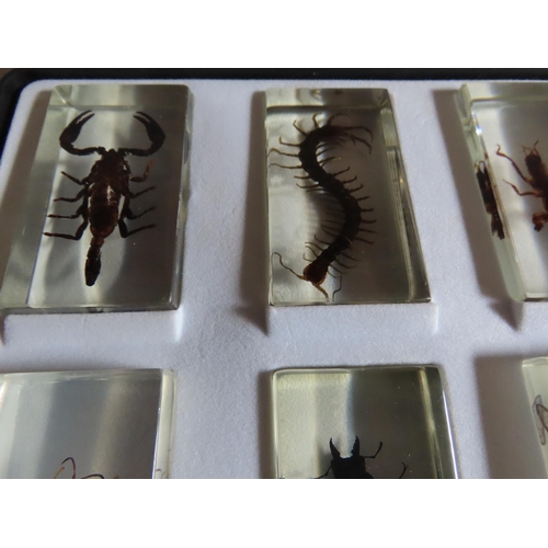 1153 - Collection of Insects Encapsulated in Perspex Contained in Display Case