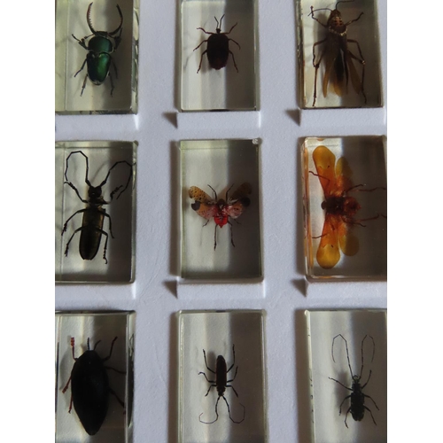 1154 - Another Collection of Insects Encapsulated in Perspex Contained in Display Case