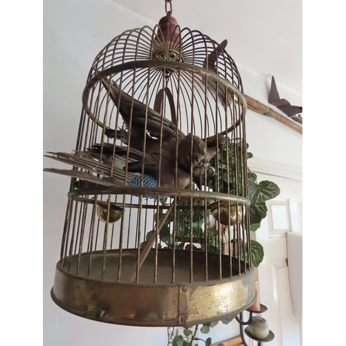 1132 - Vintage Brass Ceiling Hanging Bird Cage with Pair of Taxidermy Exotic Birds Approximately 35 Inches ... 