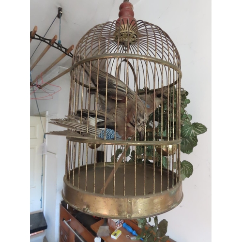 1132 - Vintage Brass Ceiling Hanging Bird Cage with Pair of Taxidermy Exotic Birds Approximately 35 Inches ... 