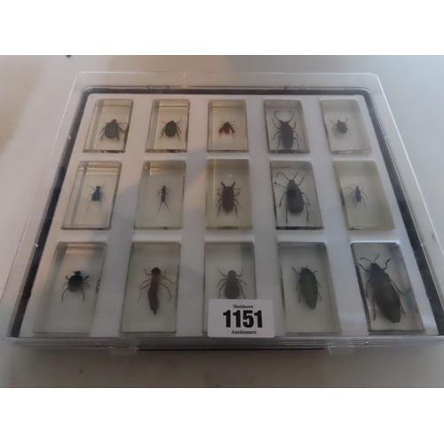 1151 - Collection of Insects Encapsulated in Perspex in Display Case Fifteen in Total