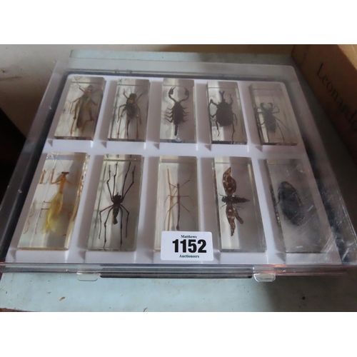 1152 - Collection of Insects Encapsulated in Perspex Contained in Display Case