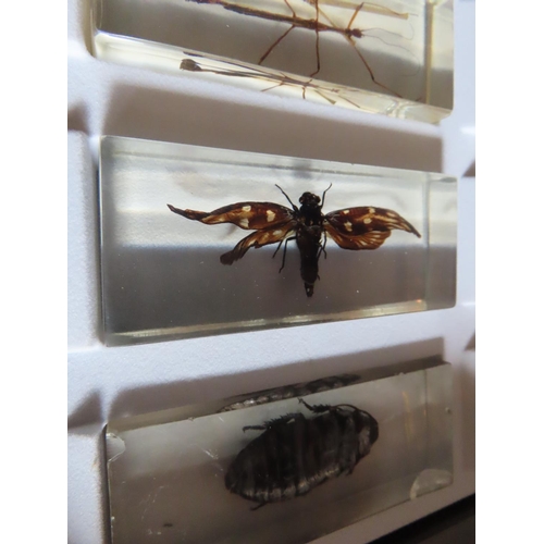 1152 - Collection of Insects Encapsulated in Perspex Contained in Display Case