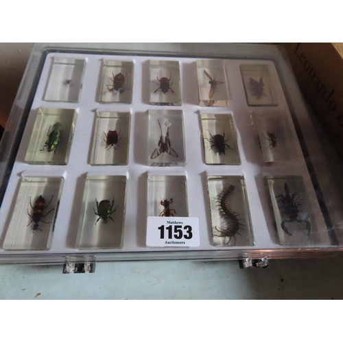 1153 - Collection of Insects Encapsulated in Perspex Contained in Display Case