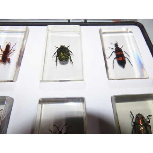 1153 - Collection of Insects Encapsulated in Perspex Contained in Display Case