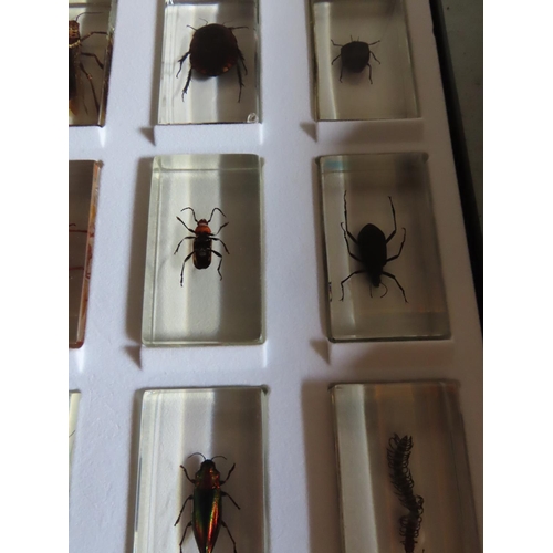 1154 - Another Collection of Insects Encapsulated in Perspex Contained in Display Case