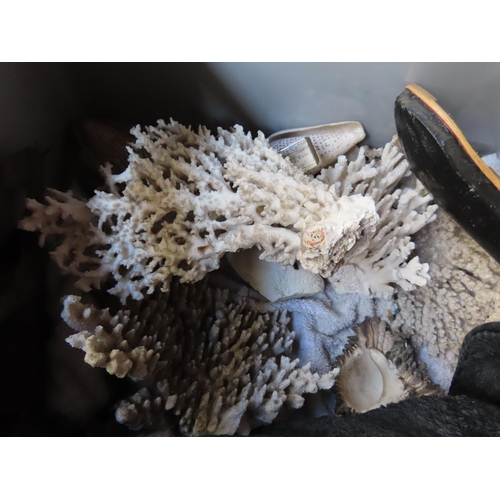 1250 - Crate Containing Coral, Seashells and Various Other Items As Photographed