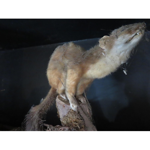 131 - Taxidermy Stoat on Stand and Other Items of Shelf