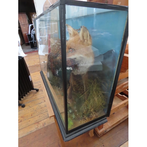 1333 - Cased Taxidermy Dirama of Fox and Pheasant 31 Inches x 20 Inches