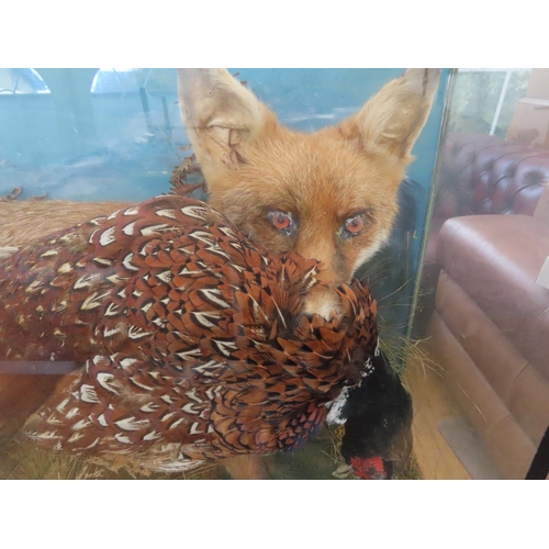 1333 - Cased Taxidermy Dirama of Fox and Pheasant 31 Inches x 20 Inches