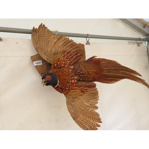 1348 - Taxidermy Pheasant in Flight Approximately 27 Inches Long