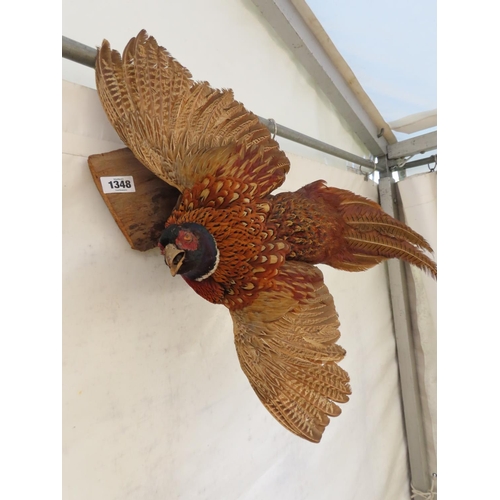 1348 - Taxidermy Pheasant in Flight Approximately 27 Inches Long