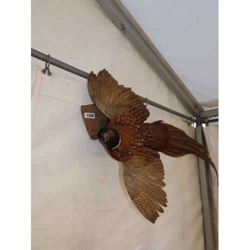 1348 - Taxidermy Pheasant in Flight Approximately 27 Inches Long