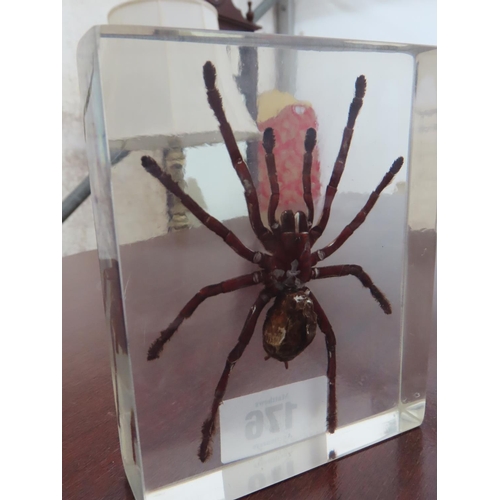 176 - Large Spider Specimen Perspex Cased Approximately 4.5 Inches x 6 Inches