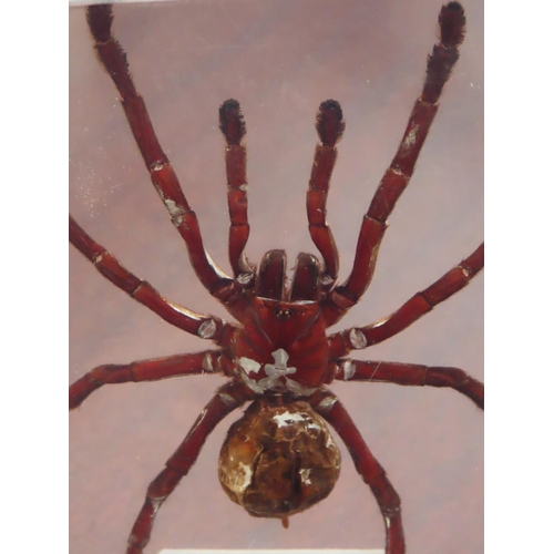 176 - Large Spider Specimen Perspex Cased Approximately 4.5 Inches x 6 Inches