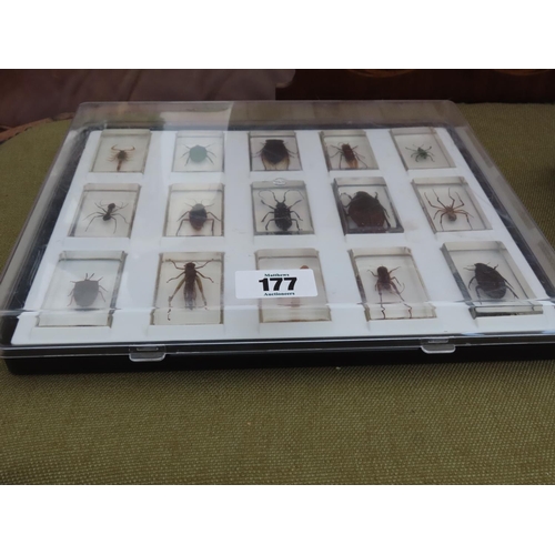 177 - Collection of Insect Specimens Cased in Perspex Contained in Display Case