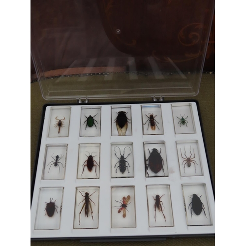 177 - Collection of Insect Specimens Cased in Perspex Contained in Display Case