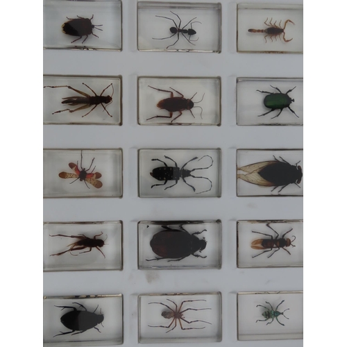 177 - Collection of Insect Specimens Cased in Perspex Contained in Display Case