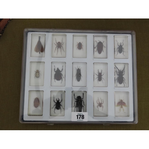 178 - Set of 15 Insect Specimens Encapsulated in Perspex Contained in Display Case