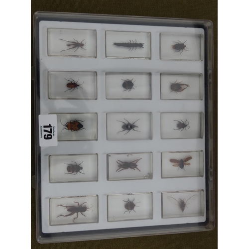 179 - Further 15 Insect Specimens Encapsulated in Perspex Contained in Display Case