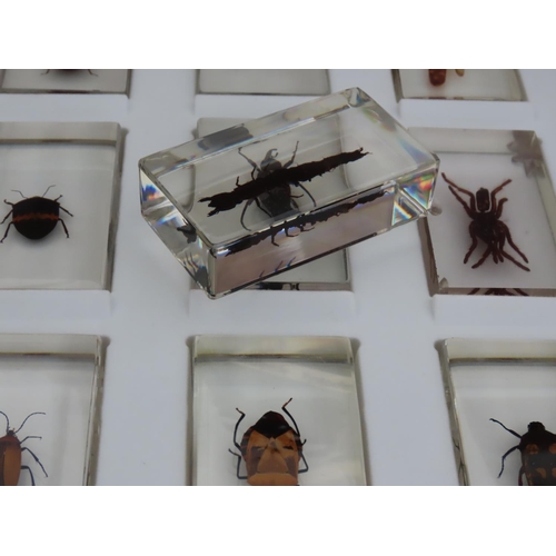 179 - Further 15 Insect Specimens Encapsulated in Perspex Contained in Display Case