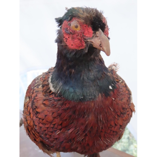 186 - Taxidermy Pheasant on Naturalistic Base Approximately 33 Inches Long