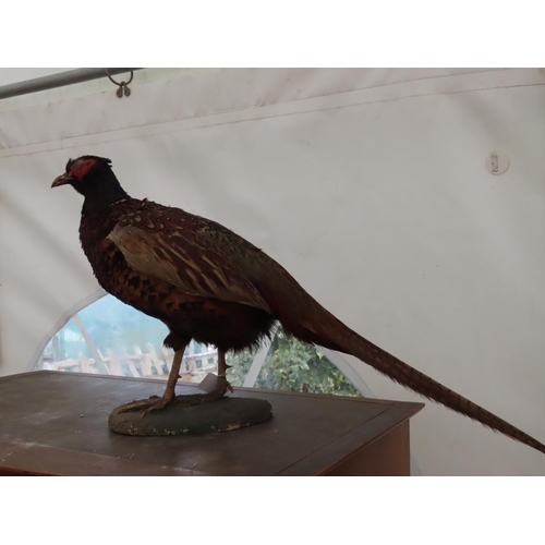 186 - Taxidermy Pheasant on Naturalistic Base Approximately 33 Inches Long