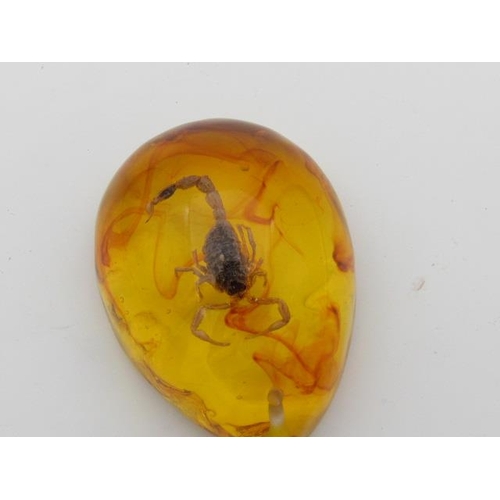 273 - Taxidermy Scorpion Encased in Amber Like Fluid