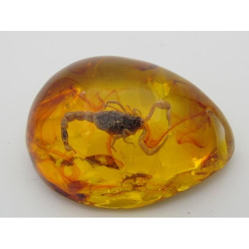 273 - Taxidermy Scorpion Encased in Amber Like Fluid