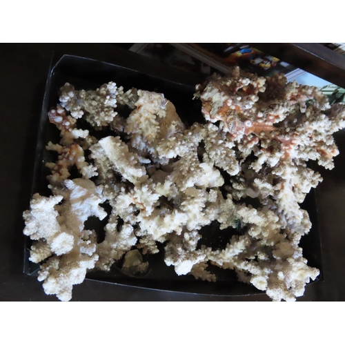 352 - Collection of Small Pieces of Coral Largest Approximately 6 Inches Long