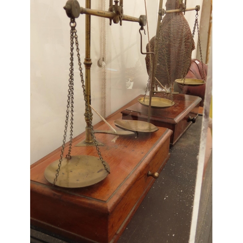 73 - Pair of Antique Coin Scales on Mahogany Bases Contained within Perspex Display Case 24 Inches Wide x... 