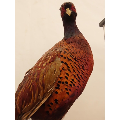 74 - Vintage Taxidermy Pheasant Approximately 17 Inches Tall