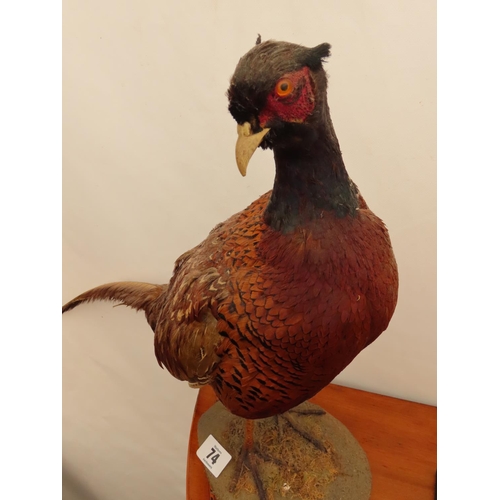 74 - Vintage Taxidermy Pheasant Approximately 17 Inches Tall