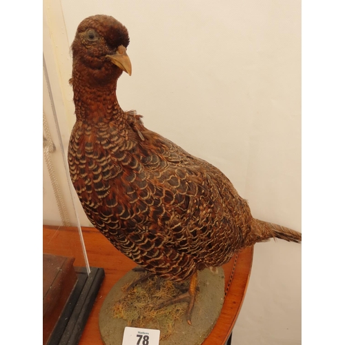 78 - Vintage Taxidermy Pheasant on Naturalistic Base Approximately 16  Inches Tall