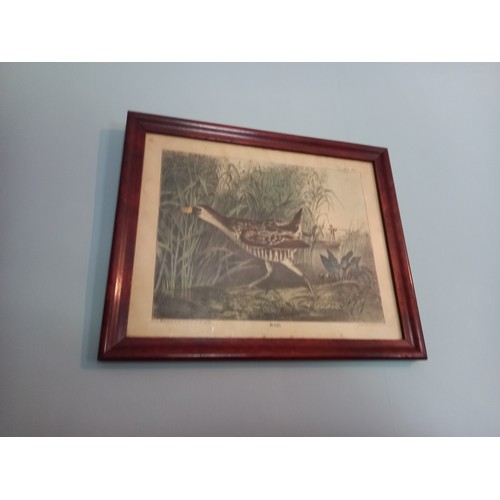 675 - Set of Four Antique Prints Game Birds Each 8 Inches High x 10 Inches Wide Approximately Framed