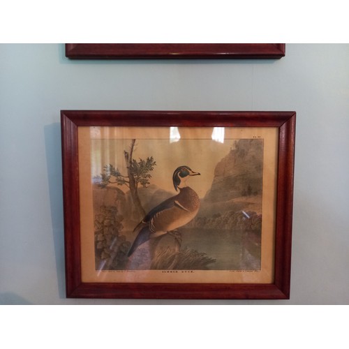 675 - Set of Four Antique Prints Game Birds Each 8 Inches High x 10 Inches Wide Approximately Framed