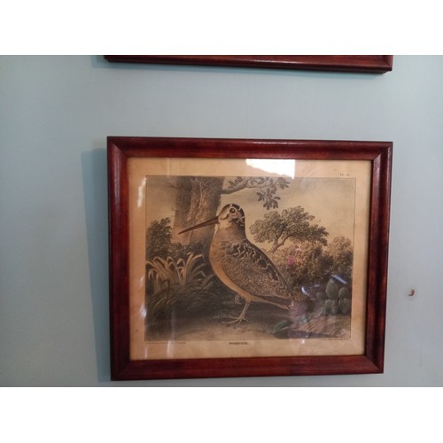 675 - Set of Four Antique Prints Game Birds Each 8 Inches High x 10 Inches Wide Approximately Framed