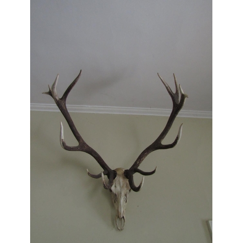 32 - Antlers Wall Mounted Approximately 3ft High